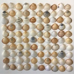 Seashells 100 Bittersweet Clam Shells 1-1/4 to 1-1/2” Natural Beach Crafts Decor